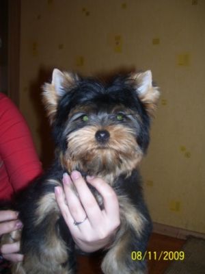 Dog Photo