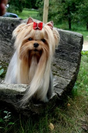 Dog Photo