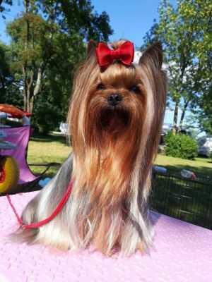 Dog Photo