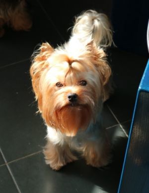 Dog Photo