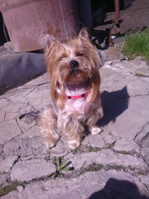 Dog Photo