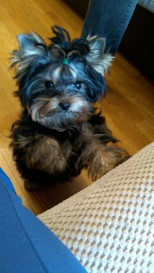 Dog Photo
