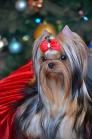 Dog Photo