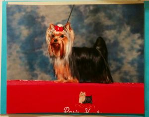 Dog Photo