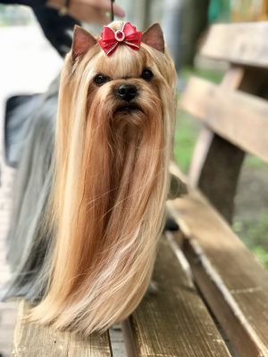 Dog Photo