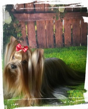Dog Photo