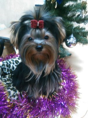 Dog Photo