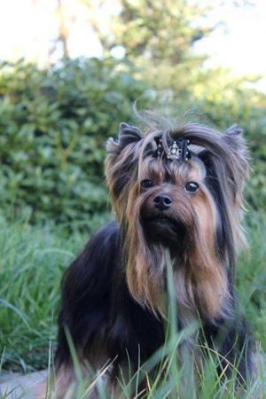 Dog Photo