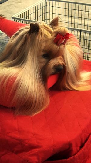 Dog Photo