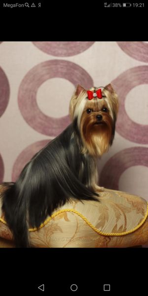 Dog Photo