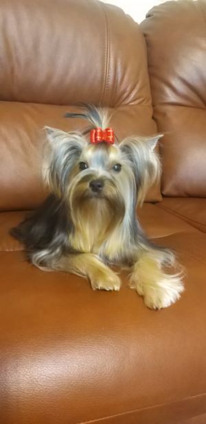 Dog Photo
