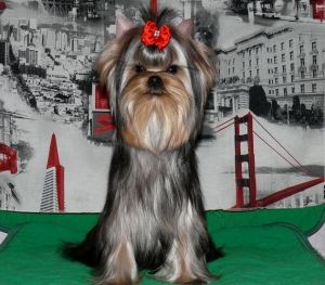 Dog Photo