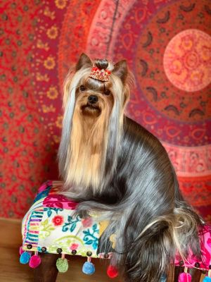 Dog Photo