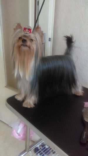 Dog Photo