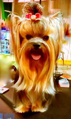 Dog Photo