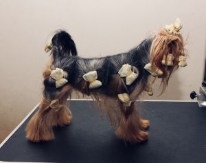 Dog Photo