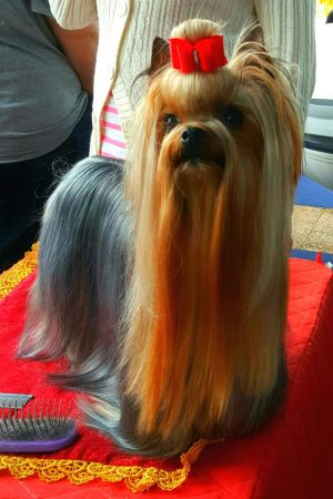 Dog Photo