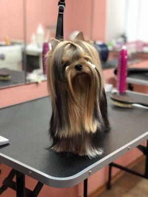 Dog Photo