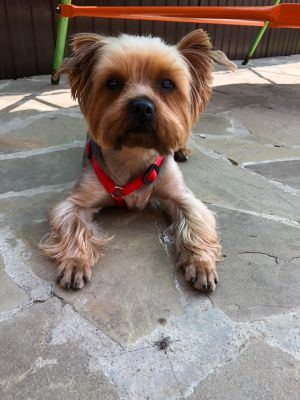 Dog Photo