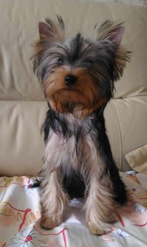 Dog Photo