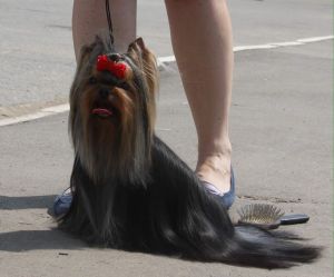 Dog Photo