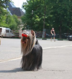 Dog Photo