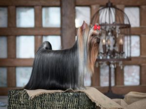Dog Photo