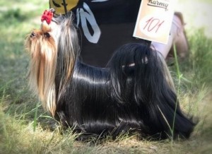 Dog Photo