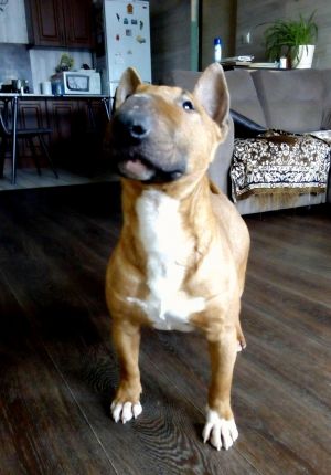 Dog Photo
