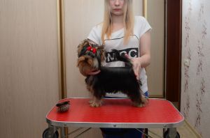 Dog Photo
