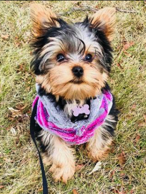 Dog Photo