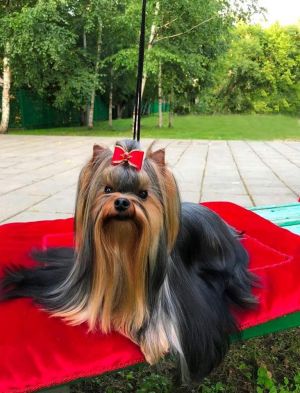 Dog Photo