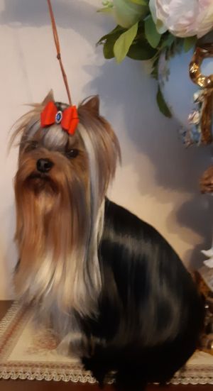 Dog Photo
