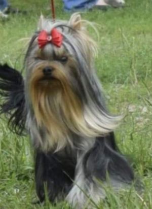 Dog Photo
