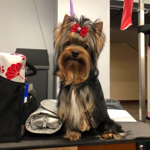 Dog Photo