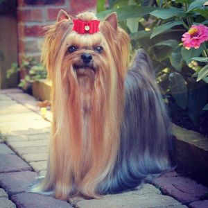 Dog Photo
