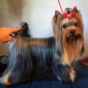 Dog Photo