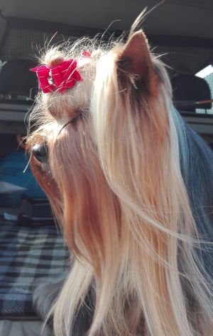 Dog Photo
