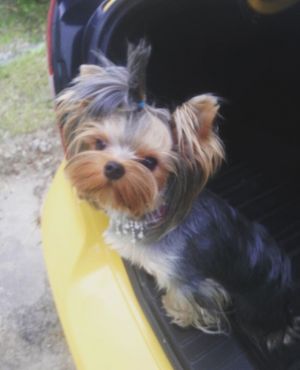 Dog Photo