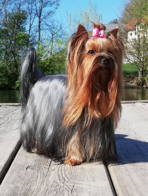 Dog Photo