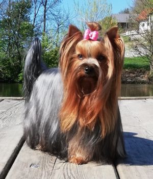 Dog Photo
