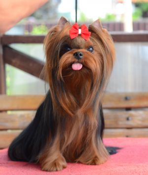 Dog Photo