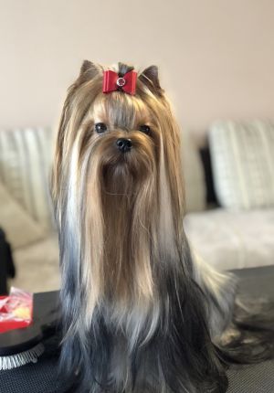 Dog Photo