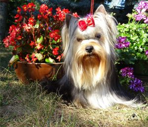 Dog Photo