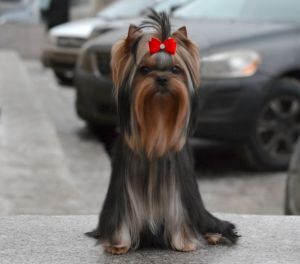 Dog Photo