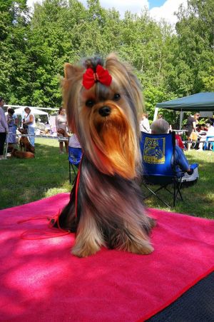 Dog Photo