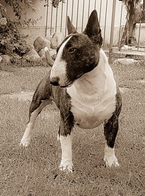 Dog Photo