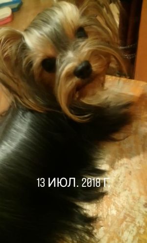 Dog Photo