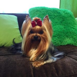 Dog Photo