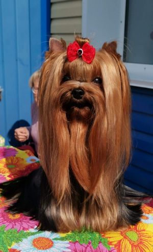 Dog Photo